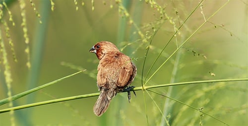 Scaly Breasted Munia Preening