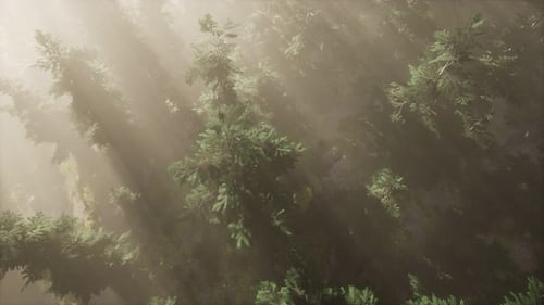 Aerial Sunrays in Forest with Fog