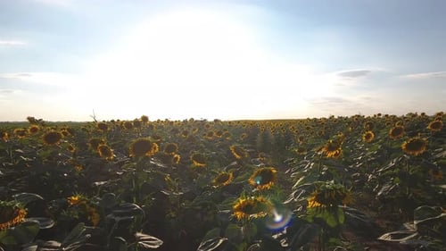 Vibrant Sunflower Field on a Sunny Day