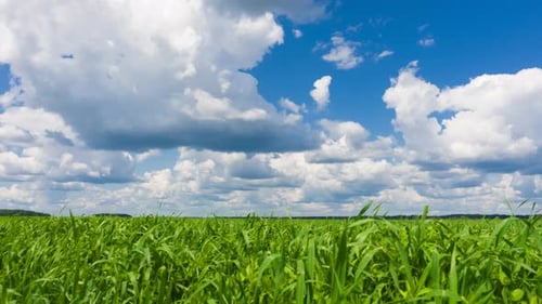 Sky and Green Grass at Beautiful Day