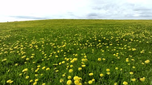 Aerial View of the Yellow Flowers Field Under Blue Cloudy Sky