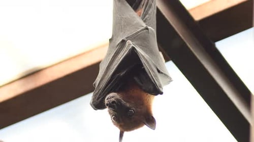Zorro Volador Indio