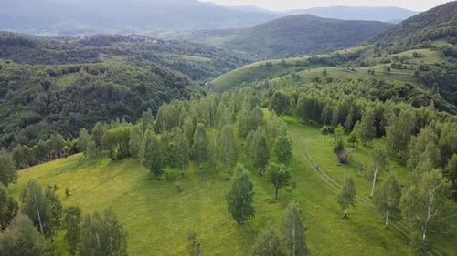Green Forest From Above V3