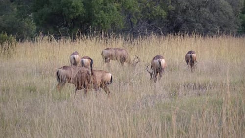 Groupe de Hartebeest