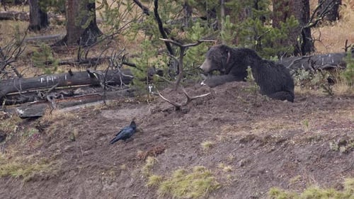 Brown Bear Resting in Wilderness Area