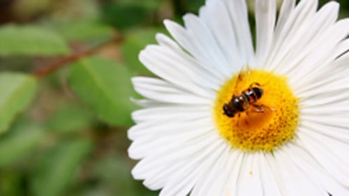 Bee Collecting Pollen from a White Daisy