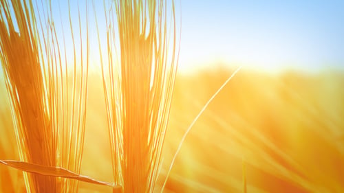 Wheat Background