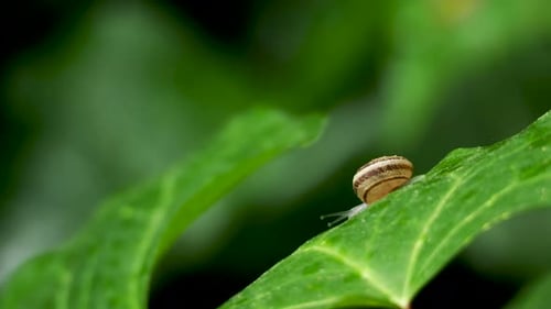 Langsam krabbelnde Schnecke auf einem nassen grünen Blatt. Natürlicher Hintergrund mit bewegendem Insekt.