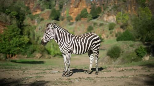 Zebra Standing Still in an Outdoor Enclosure