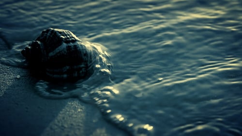 Coquillage de nuit sur la plage en gros plan