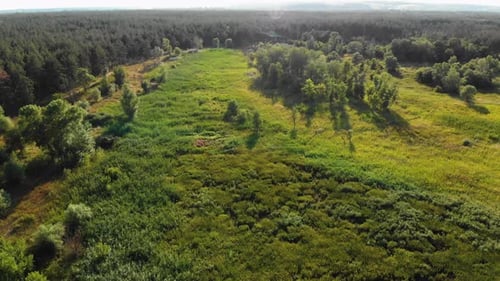 Pine Forest, Aerial View with Drone, Top View in Pine Wood Park on Forest Trees