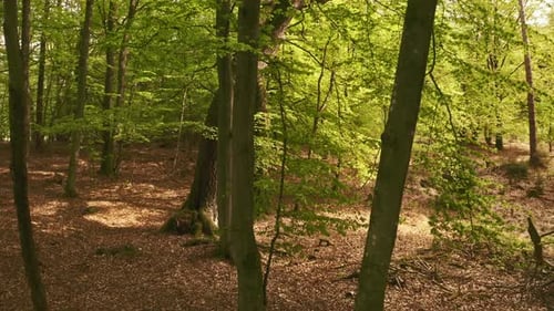 Trees in the Forest with Large Roots
