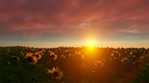 Vibrant Golden Sunset Over a Field of Sunflowers