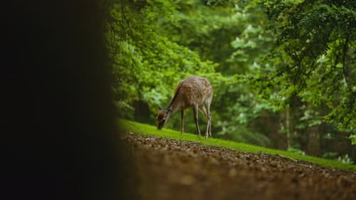 Young Deer Grazing Green Grass In Lush Forest
