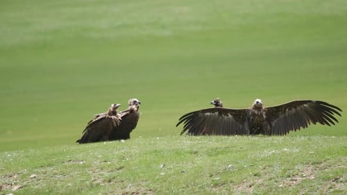 Kostenlose Wildgeier mit gigantischen großen Flügeln in natürlicher Umgebung Habitat