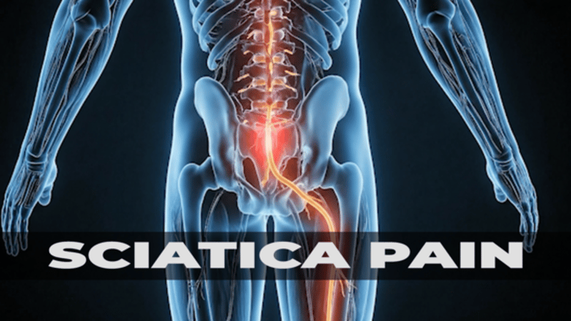 Sciatic Nerve Digital Assets - Envato