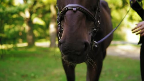 Closeup View of Unrecognizable Woman's Hand Petting Brown Horse in the Green Field