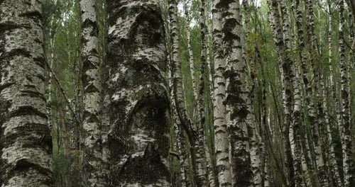 Birch forest near Le Plan de Monfort, the Cevennes National park, Lozere department, France