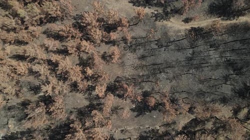 Burnt Forest Aerial View