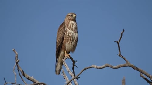 Steppe Buzzard in a Tree