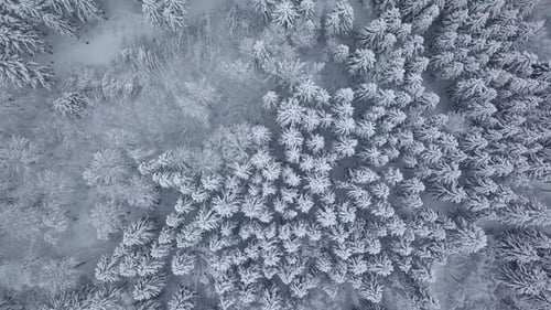 Winter forest nature snow-covered winter trees landscape. aerial photography .