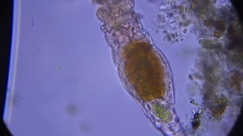 camarón microscópico