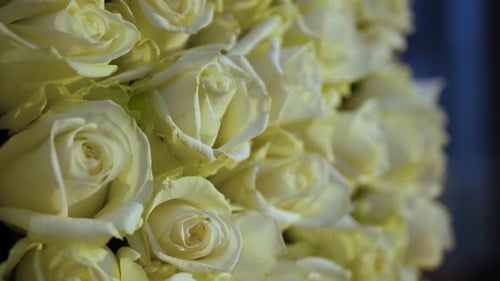 Beautiful Roses Copy Space