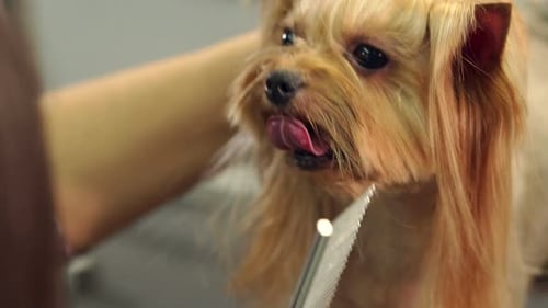 Small Dog Getting Groomed