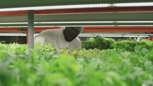 Man Inspects Lettuce on Indoor Lettuce Farm