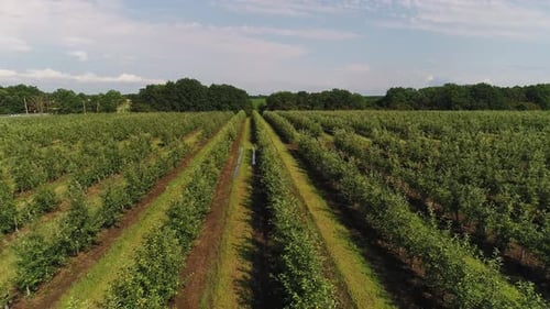 Aerial Farm Orchard Rows of Fruit Trees