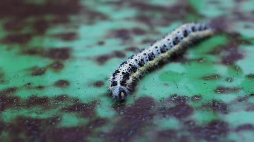 Spotted Caterpillar Crawling On Green Surface