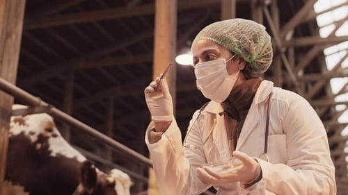Veterinarian Inspecting Sample in Rural Barn