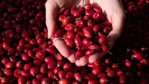 Female woman's hands touching the fruit rose hip. Empty space for copy paste.