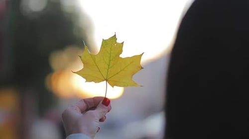 Woman Holds Autumn Leaf at Golden Hour