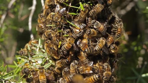 Swarm of bees, occitanie, France