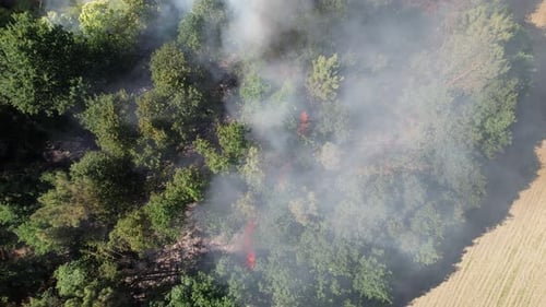 Global Warming. Forest Fire