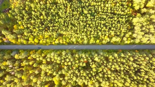 Car On Forest Nature Road