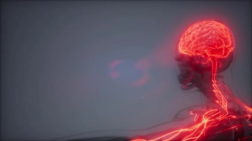 Glowing Human Brain and Nervous System Medical Animation
