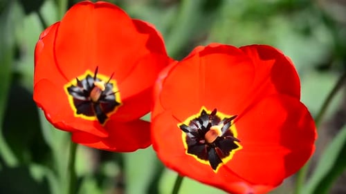 Tulips in the Spring 5