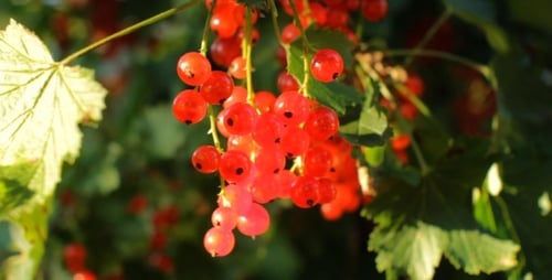 Picking Ripe Red Currants in Summer Sunlight