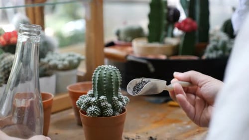 Hands of woman planting cactus on the table.