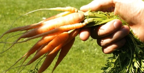 Farmer With a Bunch of Carrots