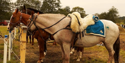 The Horses