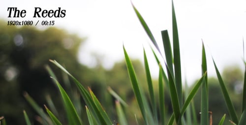 Green Reeds Gently Swaying in the Breeze