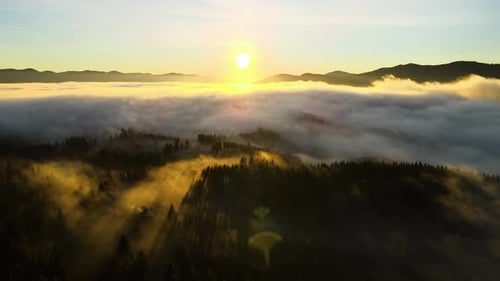 Aerial view of dark green pine trees in spruce forest with sunrise rays shining through