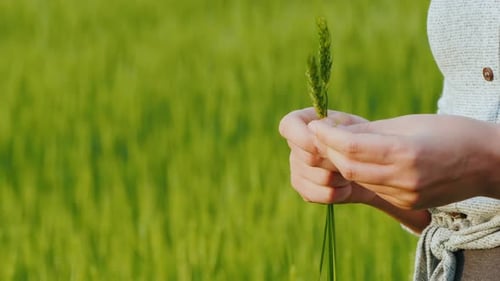 Farmer's Hands with Spikelets of Green Wheat