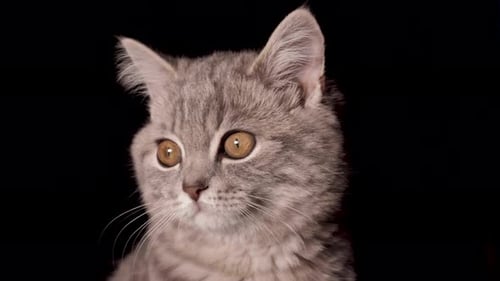 The Kitten With Yellow Eyes Yawns