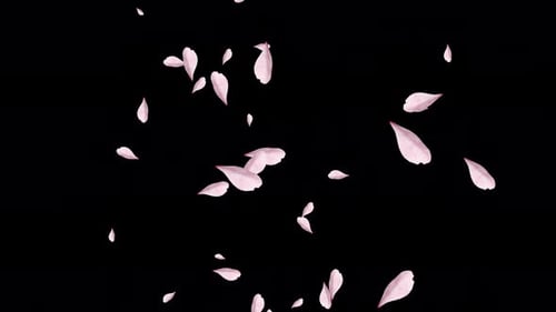 Delicate Pink Petals Falling Animation