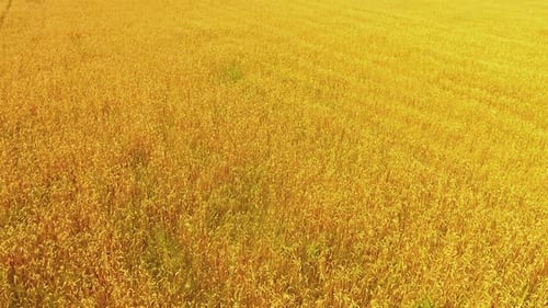 Wheat Field Drone 05