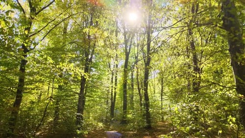 Beautiful Scenery with Light Rays Shining Through Bright Green Woods with Lush Trees in Autumn